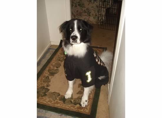 Carlton is a border collie mix who lives in Ponte Vedra Beach with his parents, Lana Bandy and Dale Ratermann.