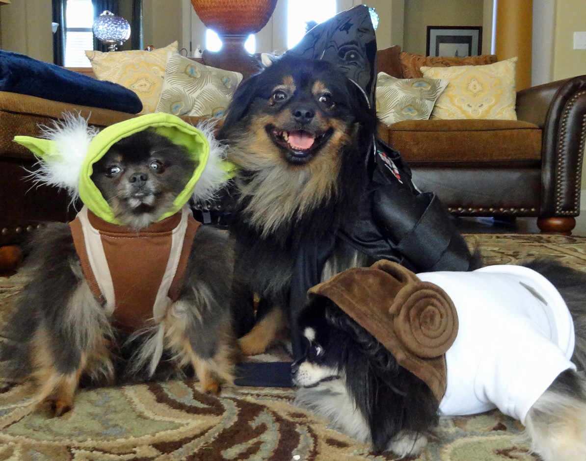 WINNERS - MENKER PETS - In a galaxy far, far away... The gang's all here with the Menker pets this year. Sammy will trick-or-treat as Yoda, Segundo is Darth Vader and Sofie is Princess Leia. The three Pomeranians are a true family, as Sofie is the mother of both Sammy and Segundo. Jennifer and Tom Menker are their proud parents and sent The Recorder this winning submission.