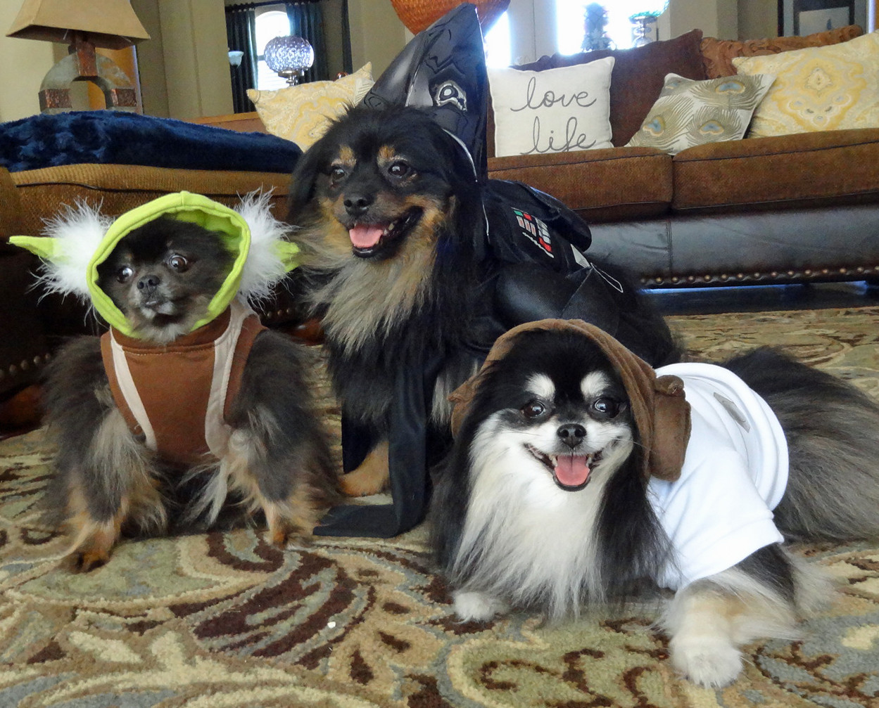 WINNERS - MENKER PETS - In a galaxy far, far away... The gang's all here with the Menker pets this year. Sammy will trick-or-treat as Yoda, Segundo is Darth Vader and Sofie is Princess Leia. The three Pomeranians are a true family, as Sofie is the mother of both Sammy and Segundo. Jennifer and Tom Menker are their proud parents and sent The Recorder this winning submission.