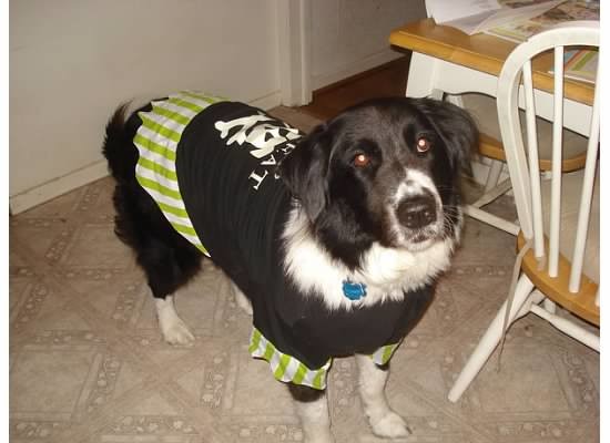 Sanchez, a border collie mix, lives in Ponte Vedra Beach with his parents Lana Bandy and Dale Ratermann.
