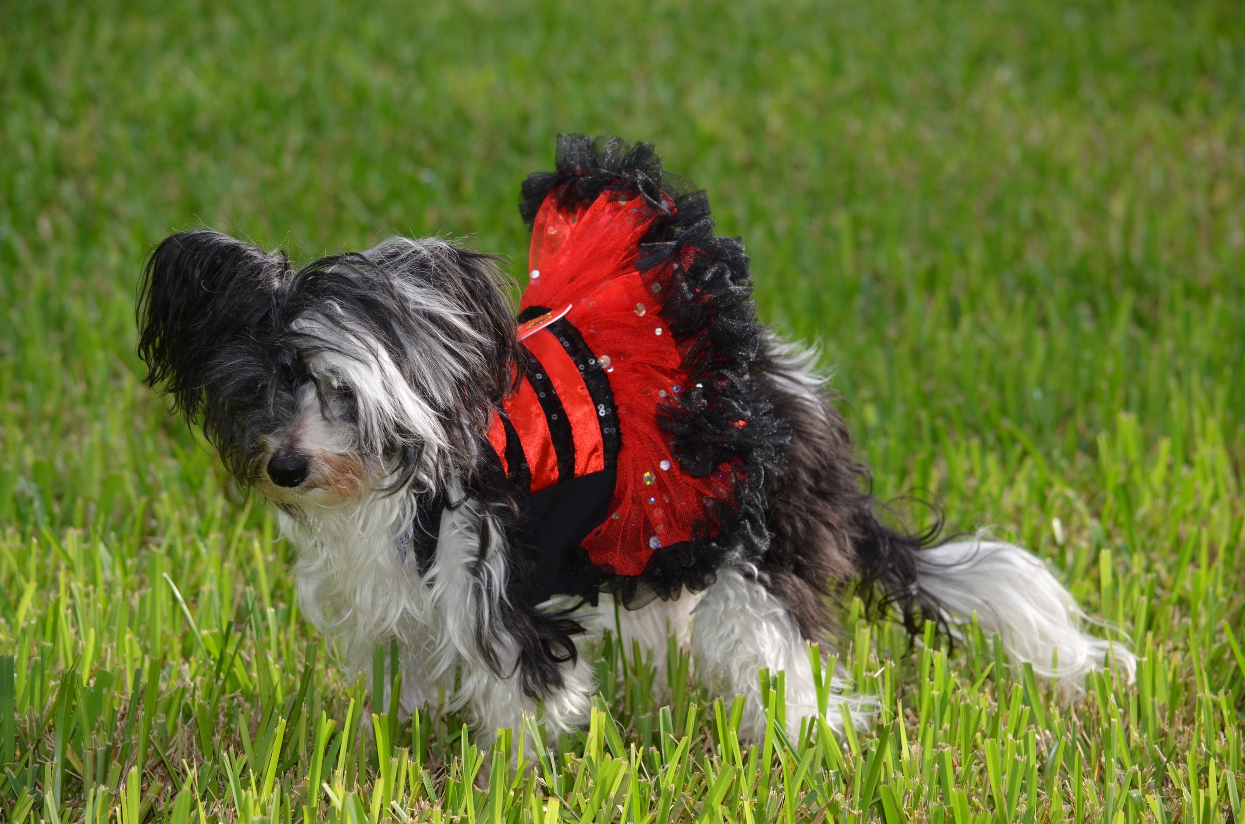 Scarlette, a rare Chinese Crested Powder Puff, is a rescue dog -- and mom and dad Lois and Steve Scheiber believe she is about 15 years old. This year, Scarlette is dressed as a lovely ladybug.