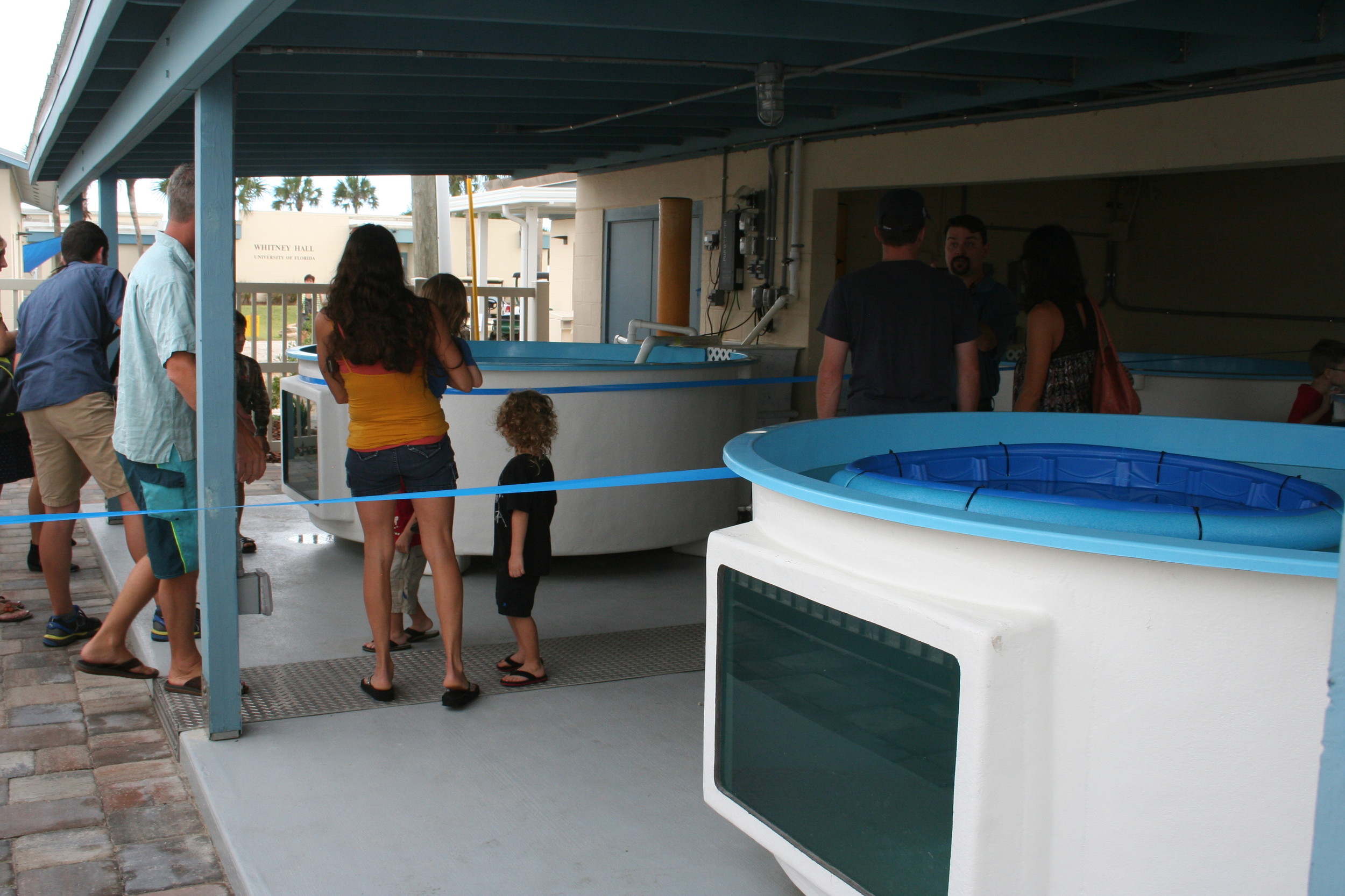 There are four 1,100 gallon tanks that can hold up to four turtles each located at the hospital. Each tank has its own filtration system and the capability of using the center’s sea water system or it can be self-contained for quarantined sea turtles.