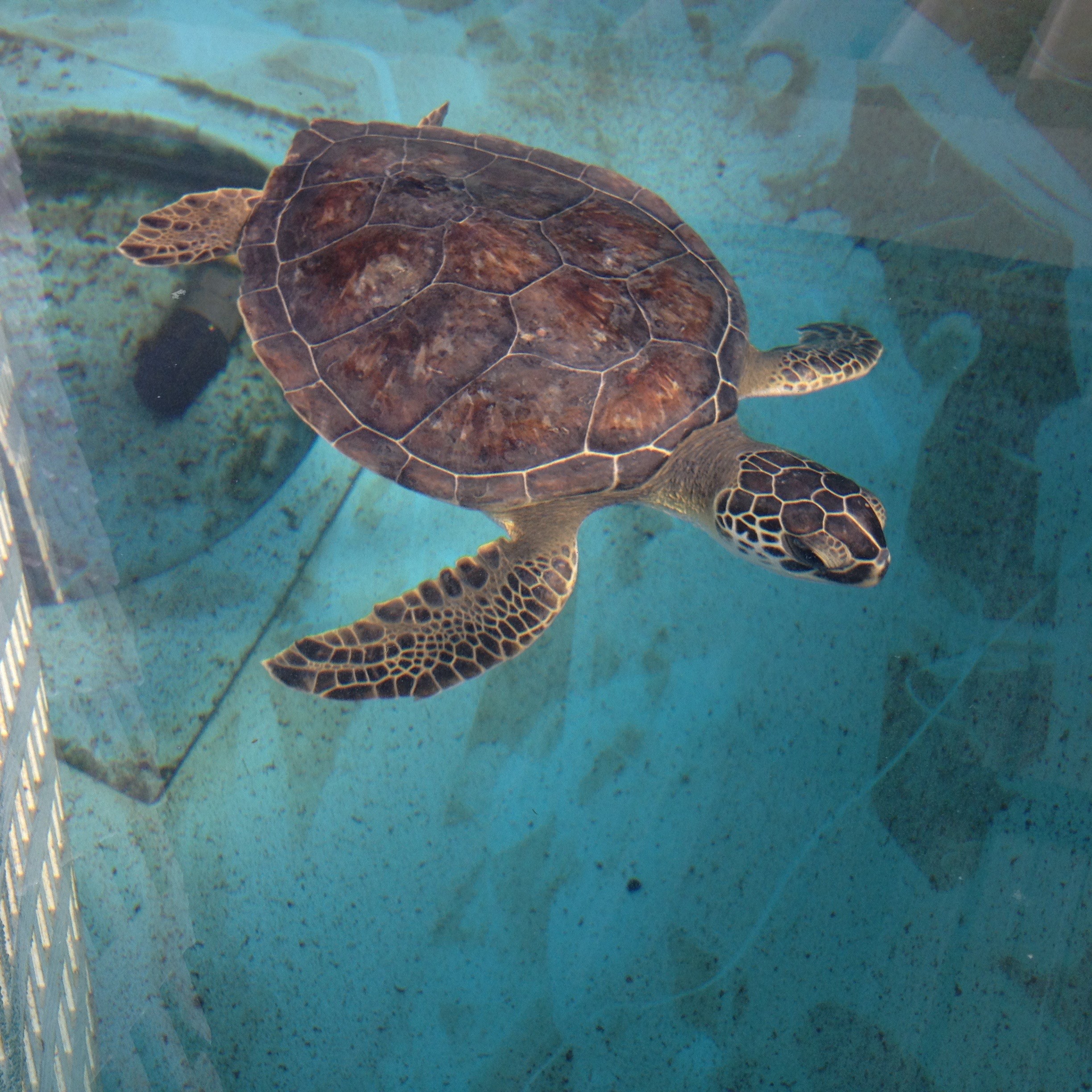 Micklers, a juvenile green sea turtle, was released on Jan. 21 becoming the first rehabilitated sea turtle to be released from The Sea Turtle Hospital at Whitney Laboratory since its opening in October 2015.