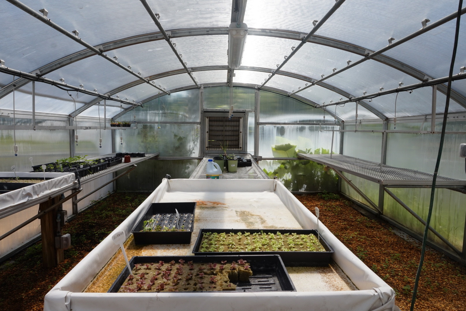 Inside of the greenhouse, a gift from an anonymous donor, where pepper seedlings grow in small containers. Seedlings housed in the greenhouse are watered by a timed irrigation system.