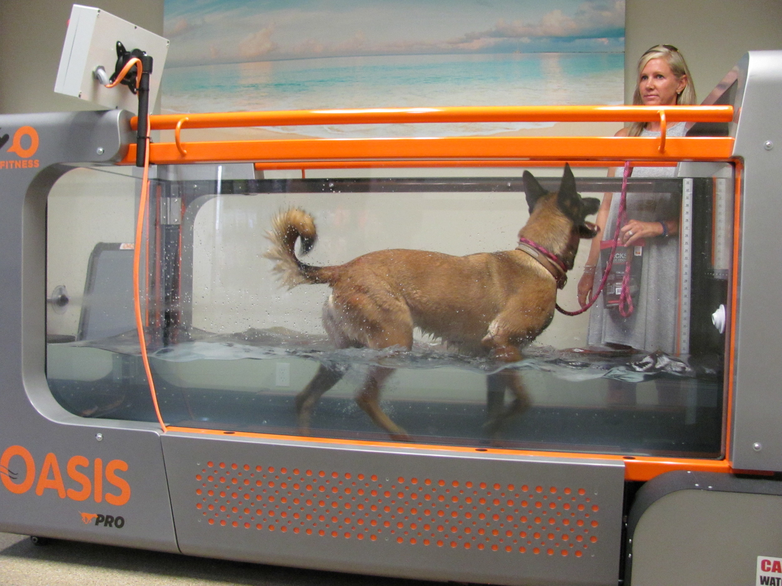 Julie Marco’s Belgian Malinois, Electra, uses the water treadmill at Veterinary Acupuncture and Wellness.