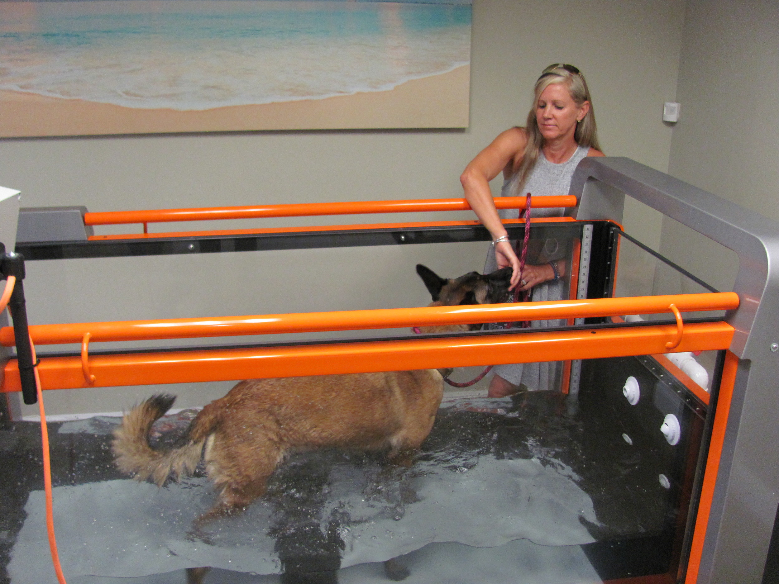 Julie Marco gives Electra a treat while she uses the water treadmill.