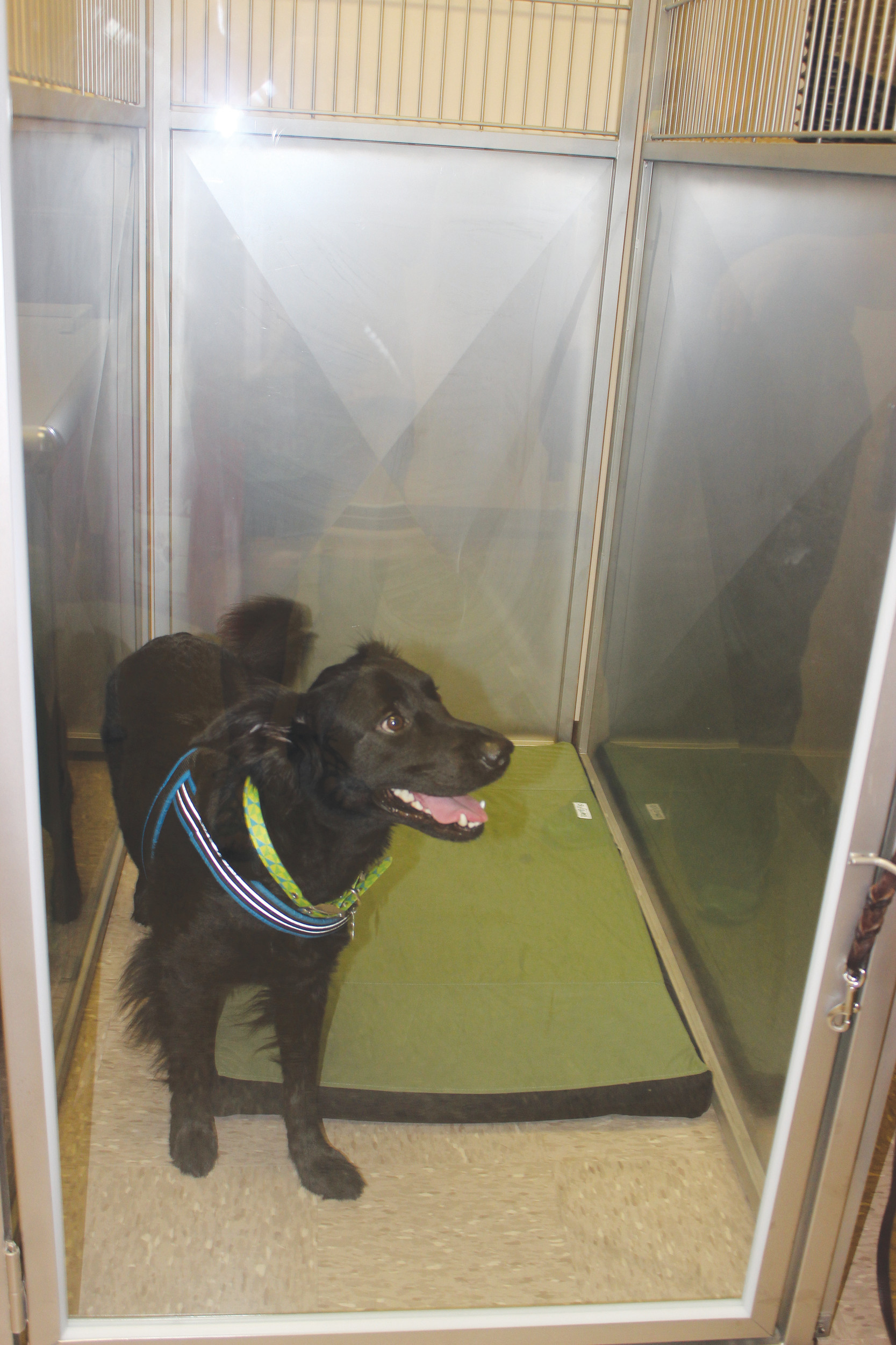 A dog stands in the water treadmill at the Nease Animal Hospital.