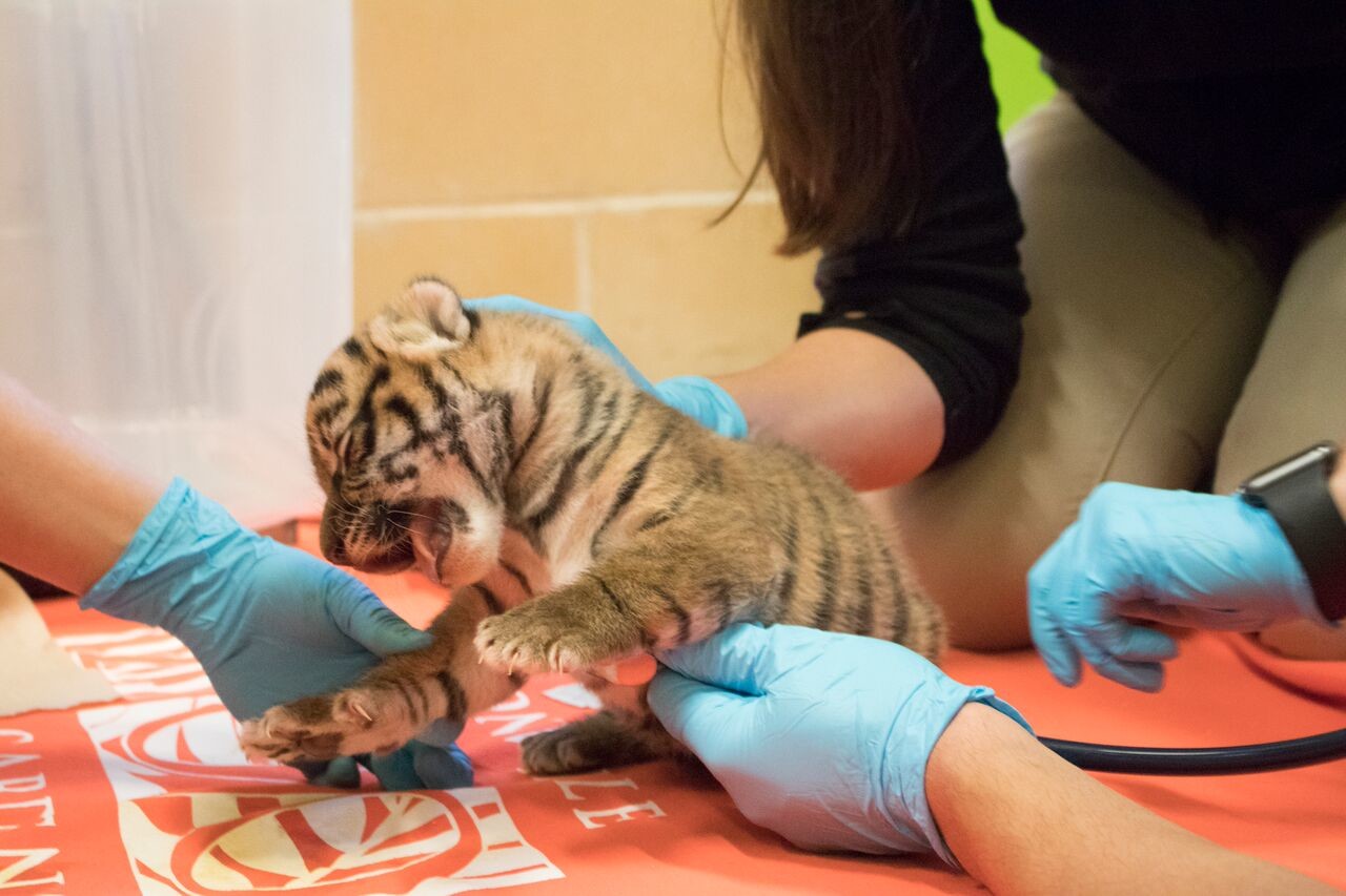 A Sumatran tiger cub born at the Jacksonville Zoo and Gardens last month