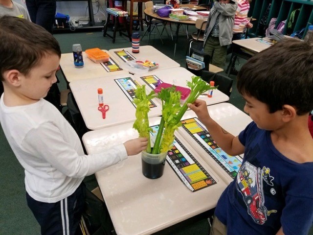 Nick N. and Morgan C. set up an experiment to observe how water travels through a plant.