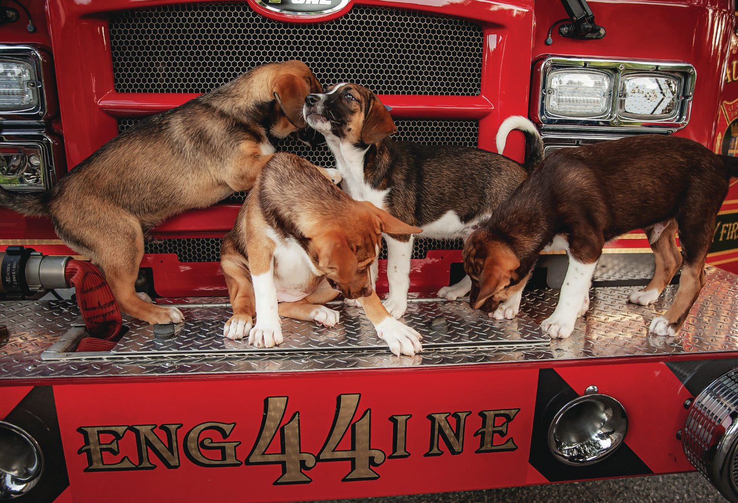 Puppies play on a fire engine during a photo session for the “Heroes and Pups 2022” calendar.
