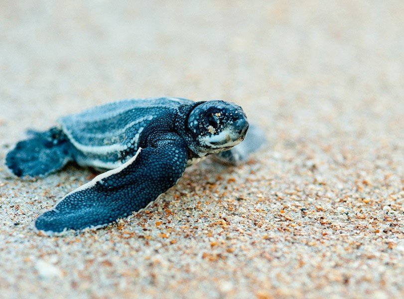 A leatherback hatchling makes its way to the sea.