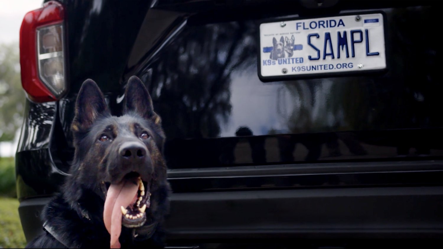 K9 Drago is seen with the specialty plate that bears his image, along with that of a deceased St. Johns County K9.