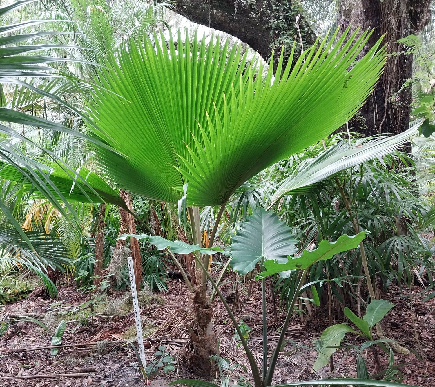 This incredible palm comes from the South Pacific.